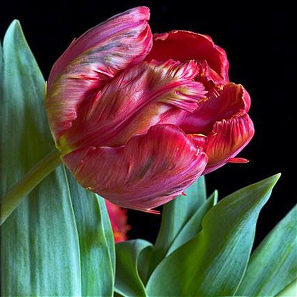 Marcador Flor Tulipa Parrot 062M Luciana Gonzalez -Flexarte