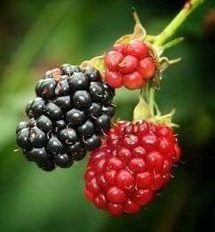 Molde Kit da Amora 080M flexarte c/ 1pç