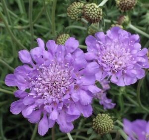 Molde Miolo Scabia - 081M - Flexarte