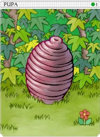 Pupa Card