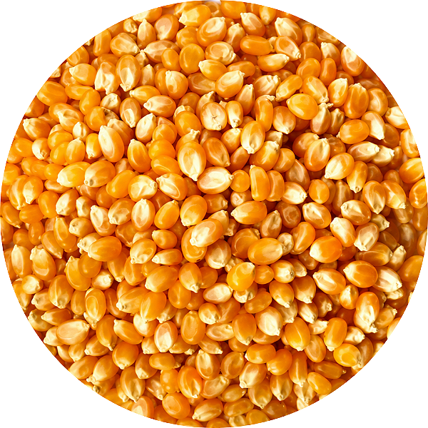 MILHO DE PIPOCA 1KG