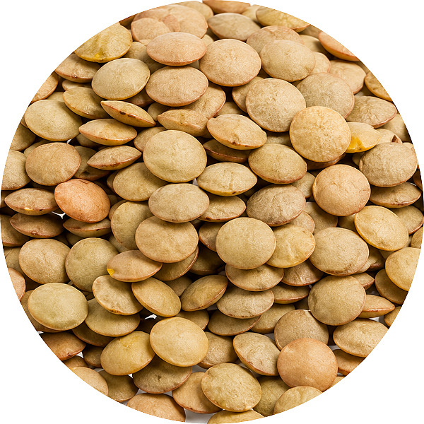 LENTILHA CANADENSE 500G