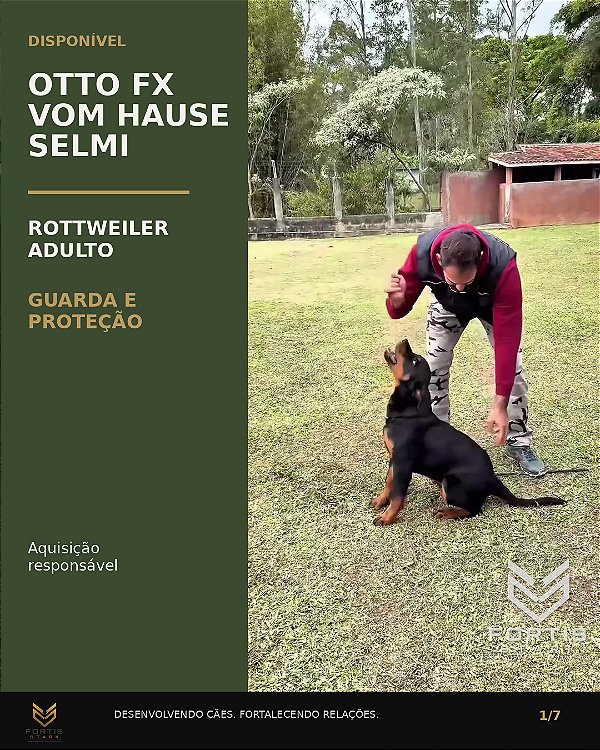 Otto FX Vom Hause Selmi — Rottweiler adulto formado