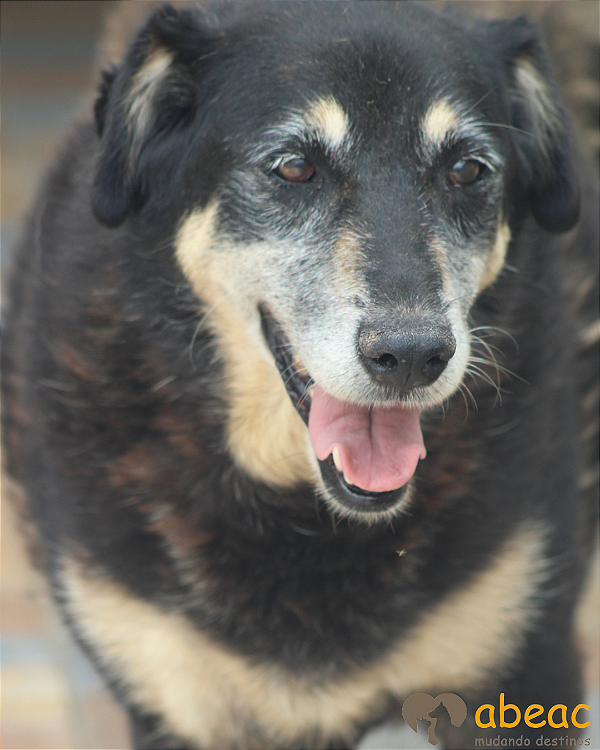 Biba-300 Anjos - 16 anos
