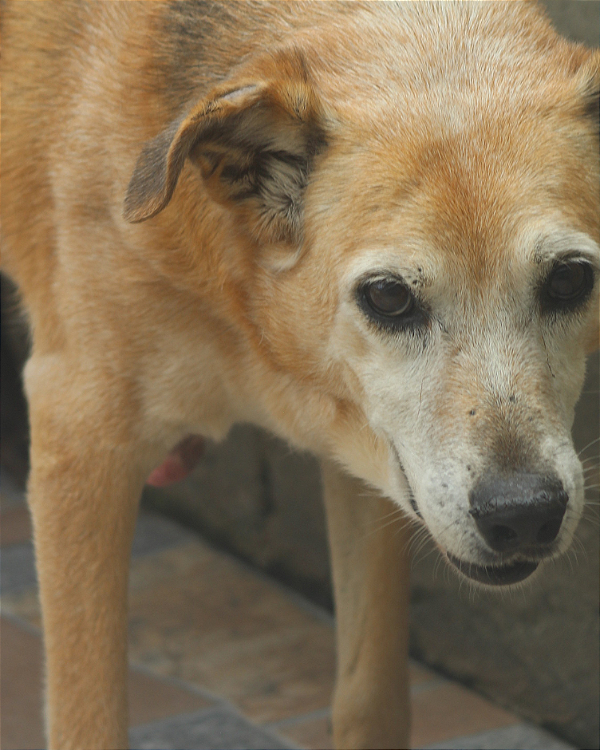 Leila-300 Anjos - 16 Anos