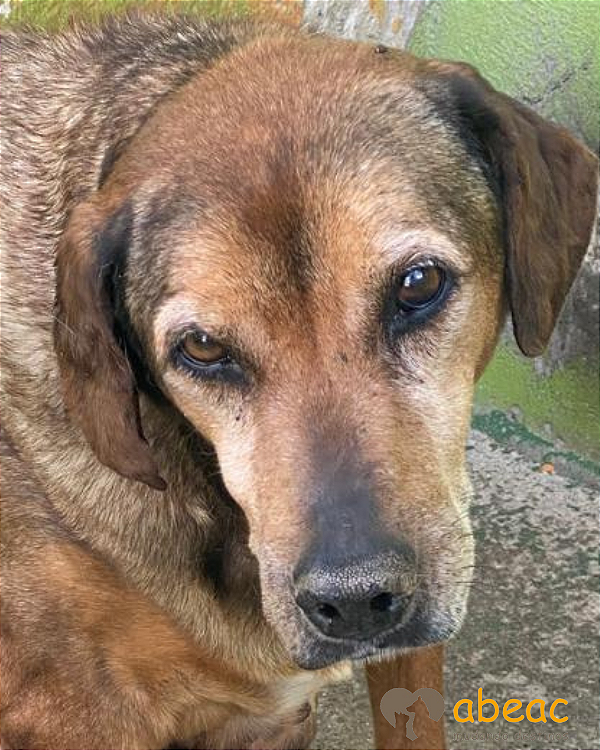 Lola-Angélica - 16 anos