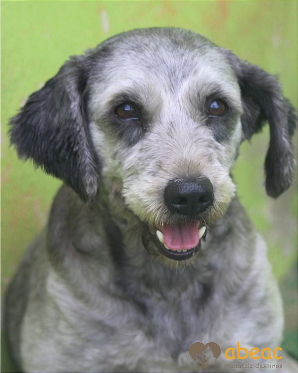 Cindy-300 Anjos - 08 anos