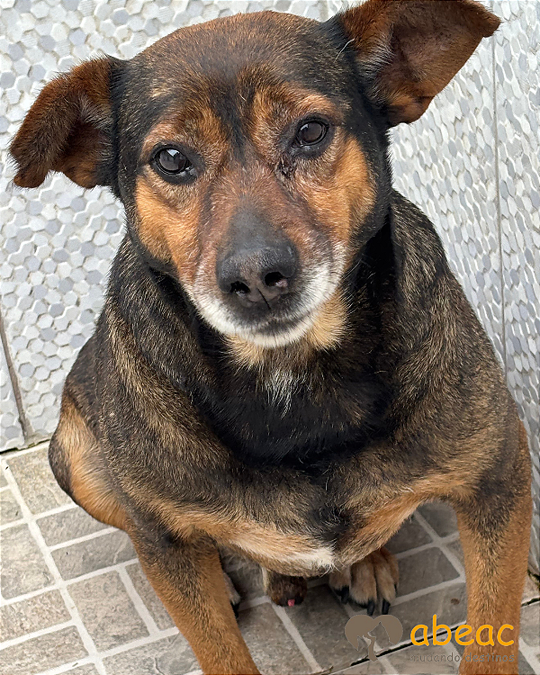 Alfredo-Mairiporã - 11 anos