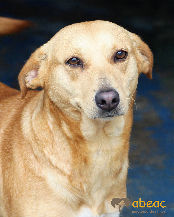 Paloma-Embu - 10 Anos