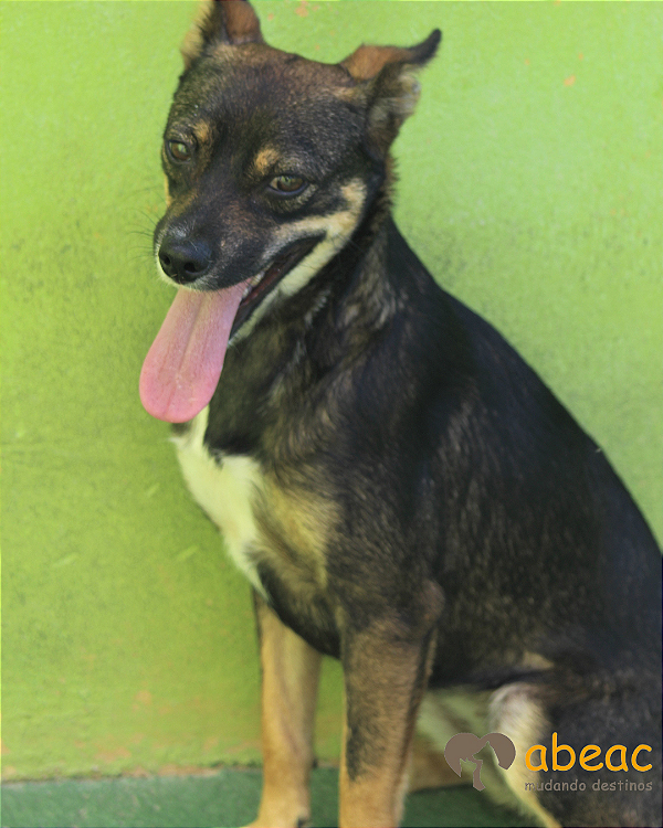 Lucy-Caucaia - 04 anos