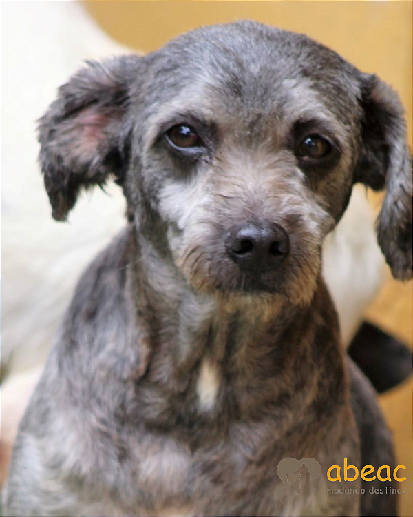 Tobias-Sr. Claudio - 13 anos