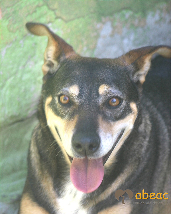 Babi-caucaia - 08 anos