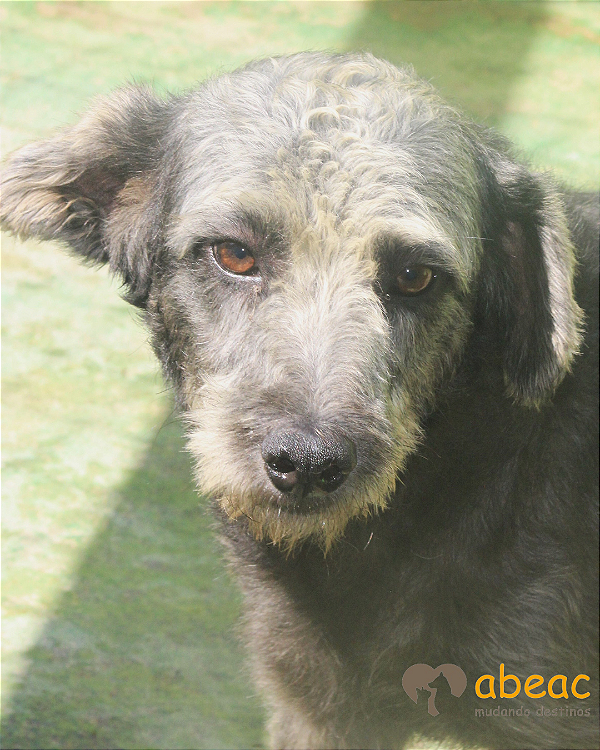 Rambo-300 Anjos - 09 anos