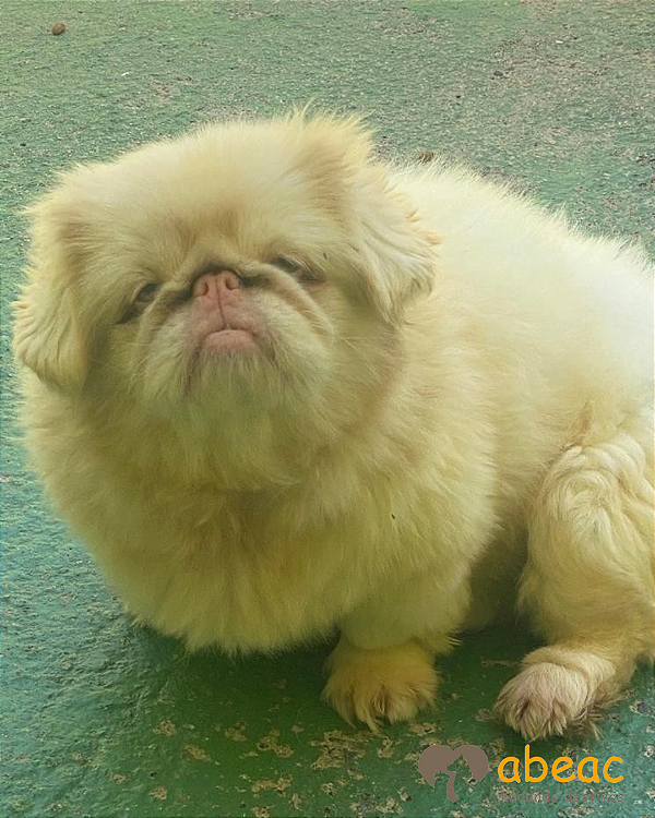 Angel-mairiporã - 09 anos