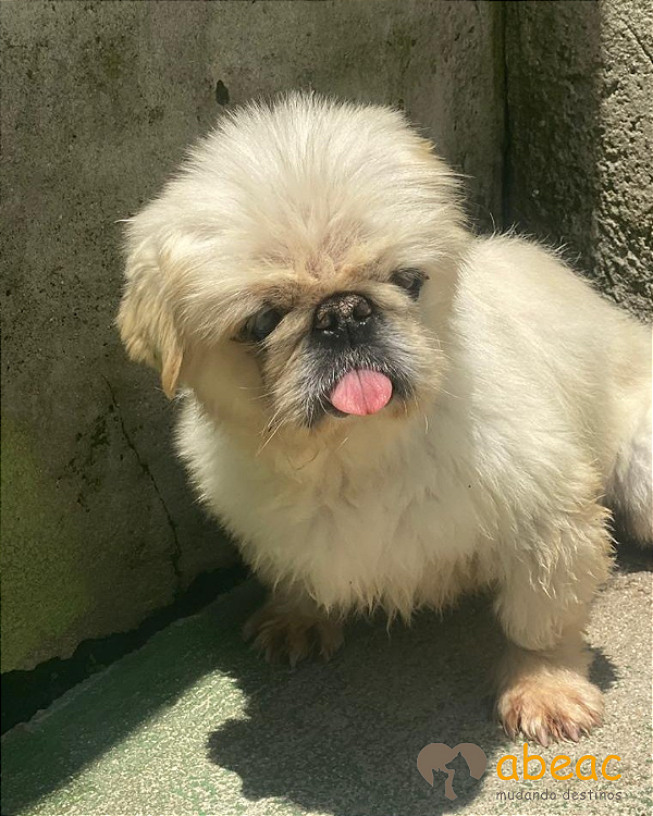 Fadinha-Mairiporã - 15 anos