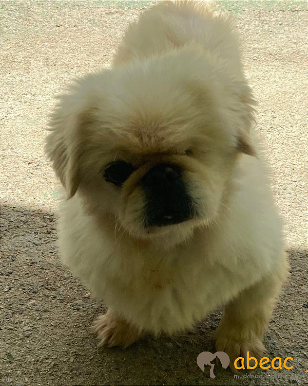 Jully-Mairiporã - 12 anos