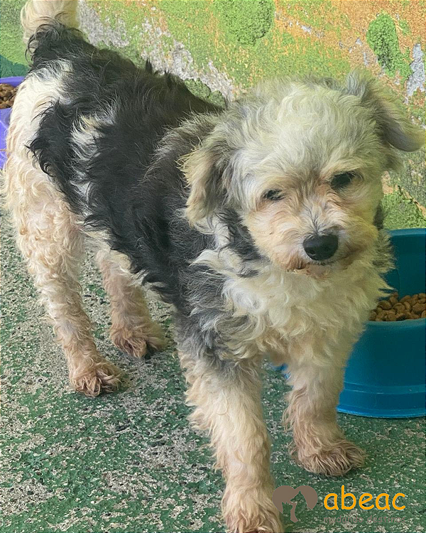 Lucky-Mairiporã - 10 anos