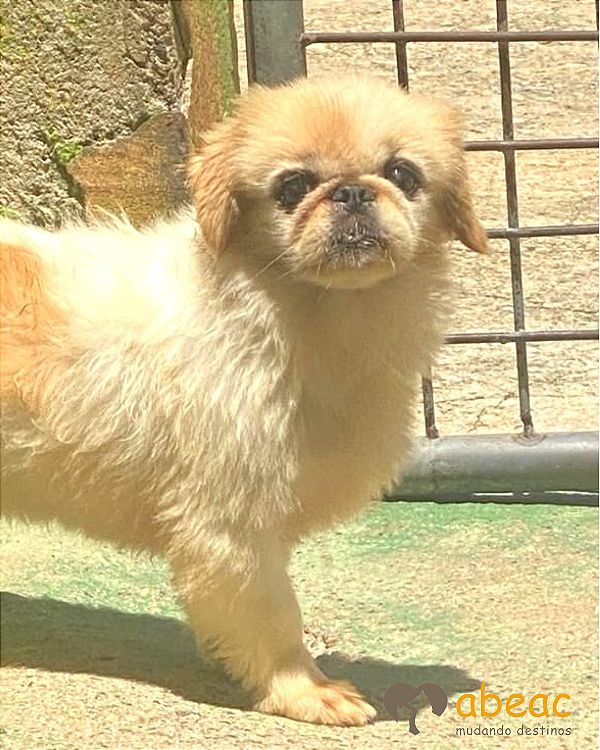 Penélope-Mairiporã - 08 anos