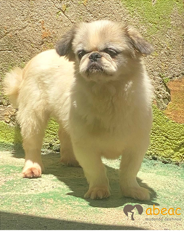 Puppy-Mairiporã - 08 anos