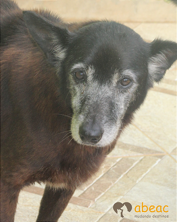 Boris-Ligia - 13 anos