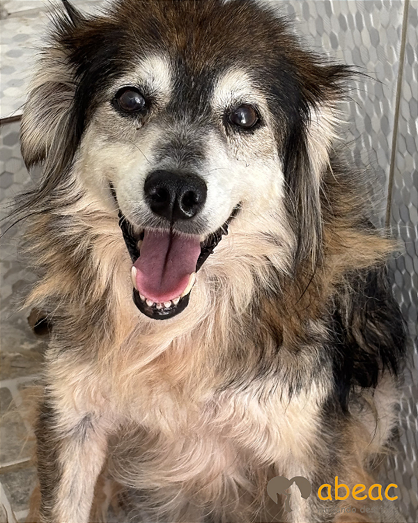 Lana-300 Anjos - 12 anos