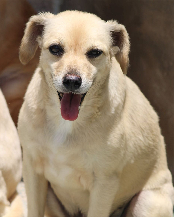 Babucha-Sr. Claudio - 11 anos