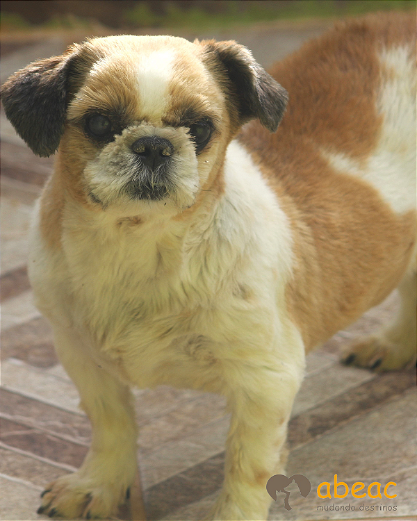 Benjamim-Eve - 10 anos