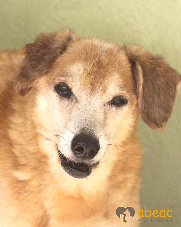 Chambinho-Sr. Claudio - 17 anos -*APADRINHADO*