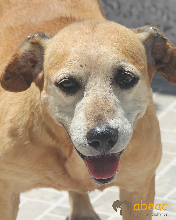 Dandy-300 Anjos - 13 anos