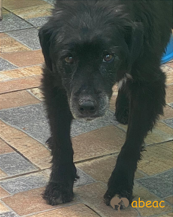 Nino-Angélica - 15 anos