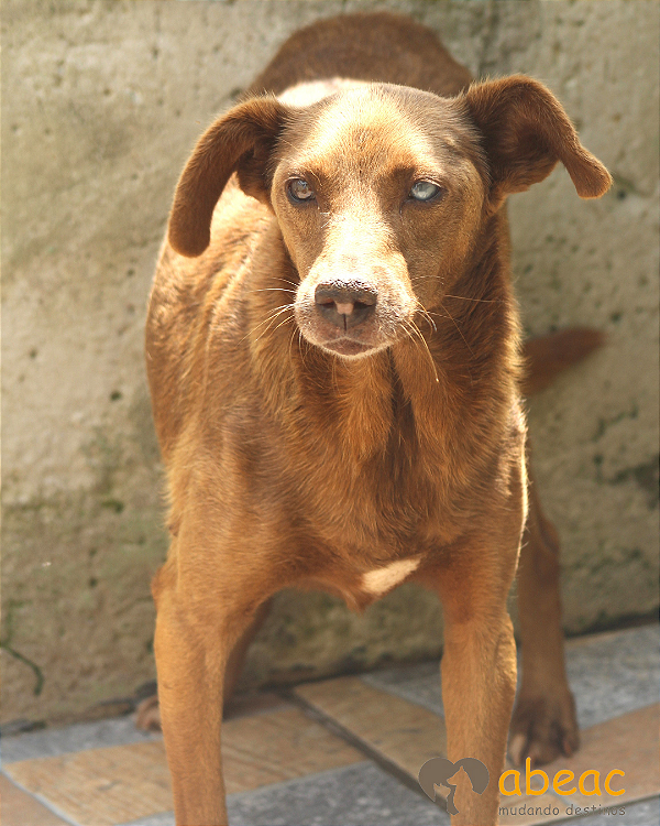 Aruska-Embu - 10 anos