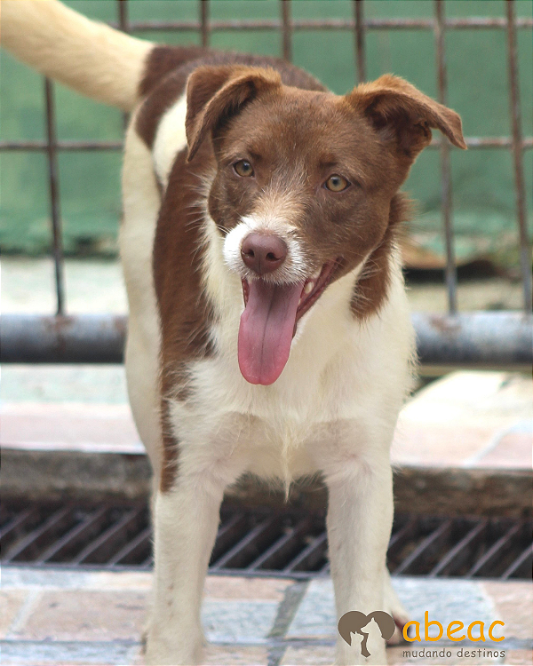 Bolinha-Sabrina - 02 anos