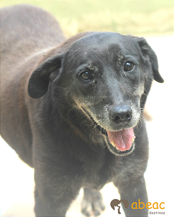 Charlotte - 300 Anjos - 11 anos