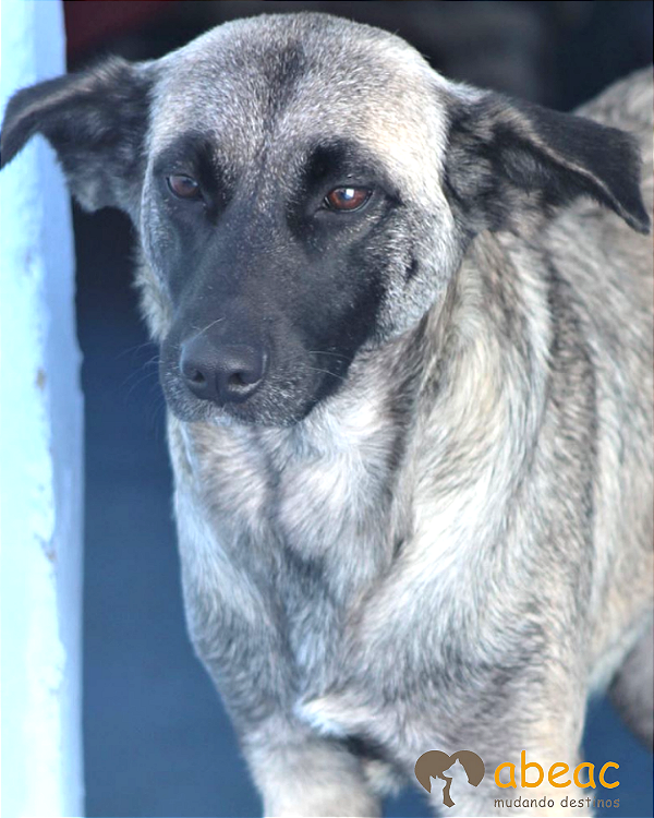 Darma-300 Anjos - 07 anos