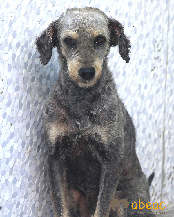 Glorinha-300 Anjos - 11 anos