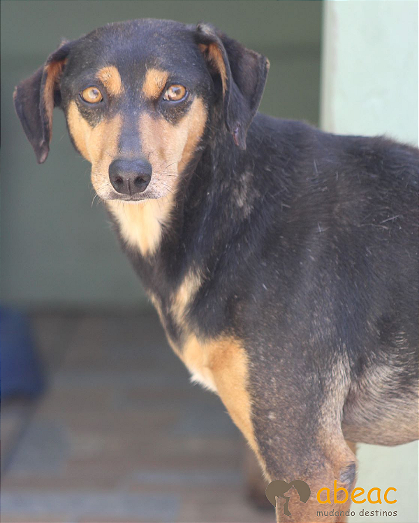 Iris-Inês - 12 anos