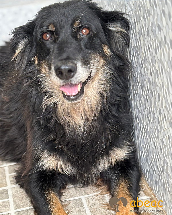 Melissa-300 Anjos - 10 anos