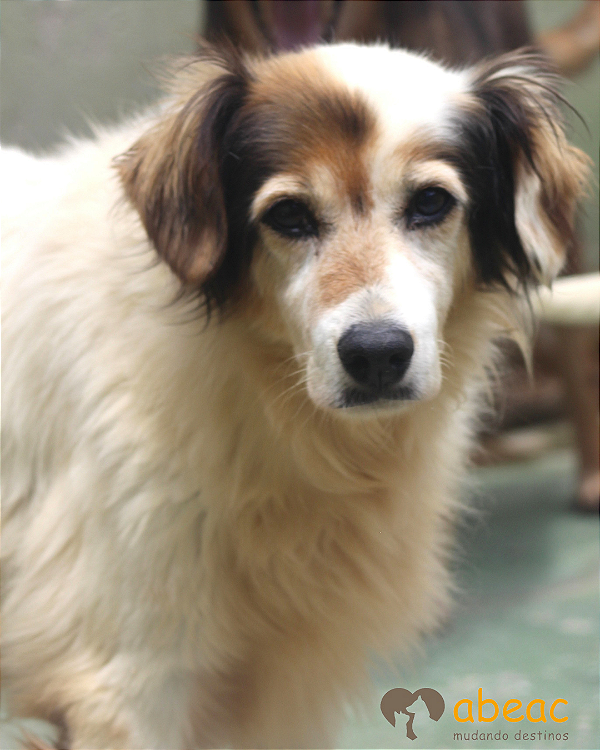 Peluda-Marcelo - 15 anos