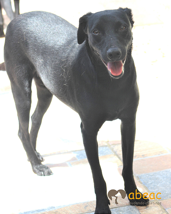 Pingo-Fiona - 04 anos