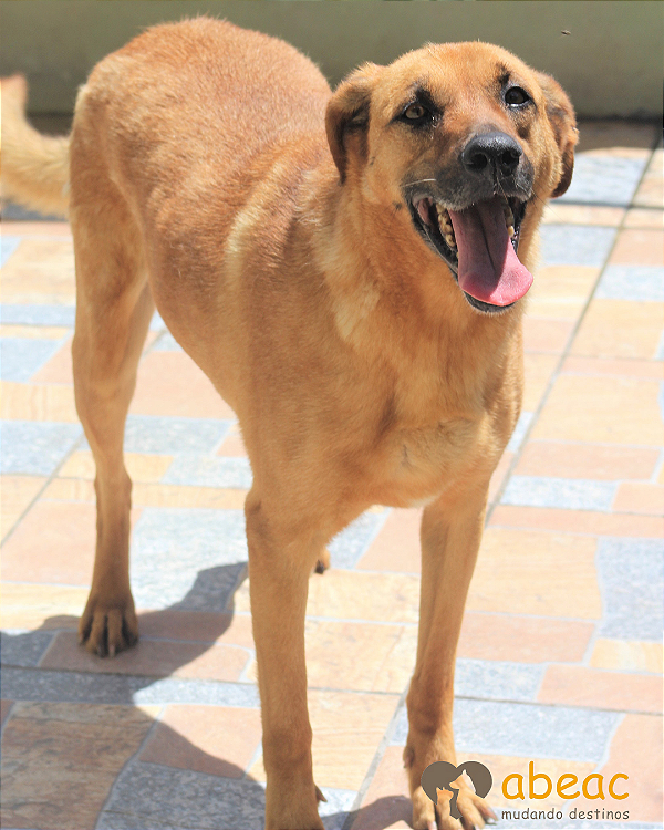 Pituco-Mel - 09 anos