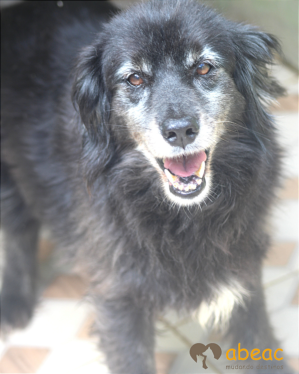 Pretinha-Carapicuiba - 11 anos