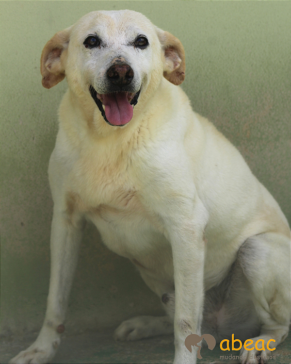 Roque-300 Anjos - 15 anos