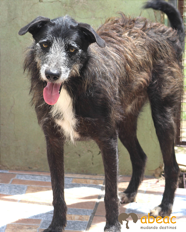 Spyke-Caucaia - 05 anos