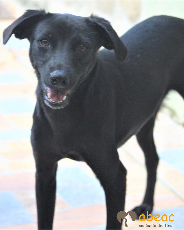 Tico-Fiona - 04 anos