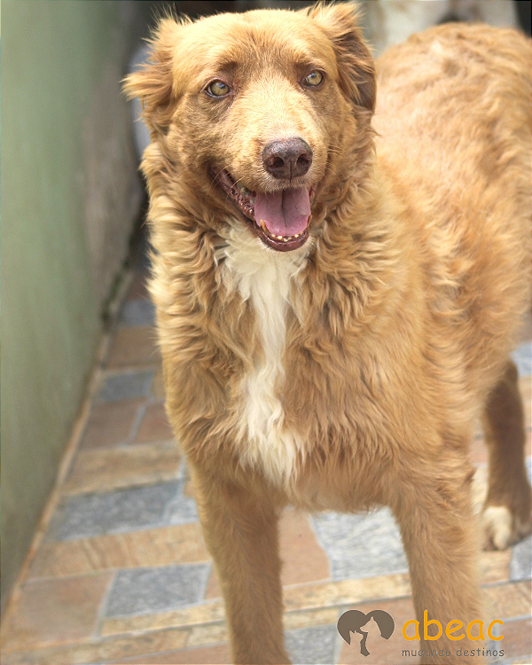 Tyson- Eve - 06 anos