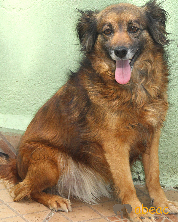 Vicky-300 Anjos - 06 anos