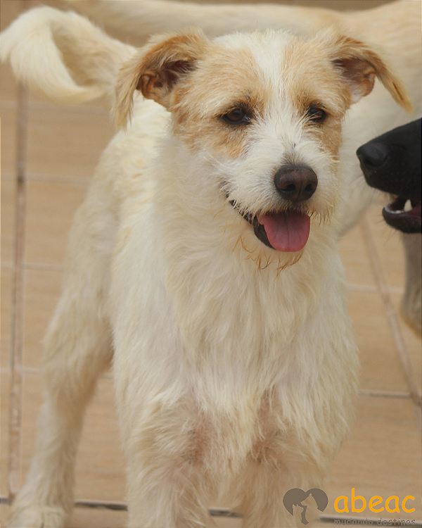 Artemis-Caucaia - 06 anos