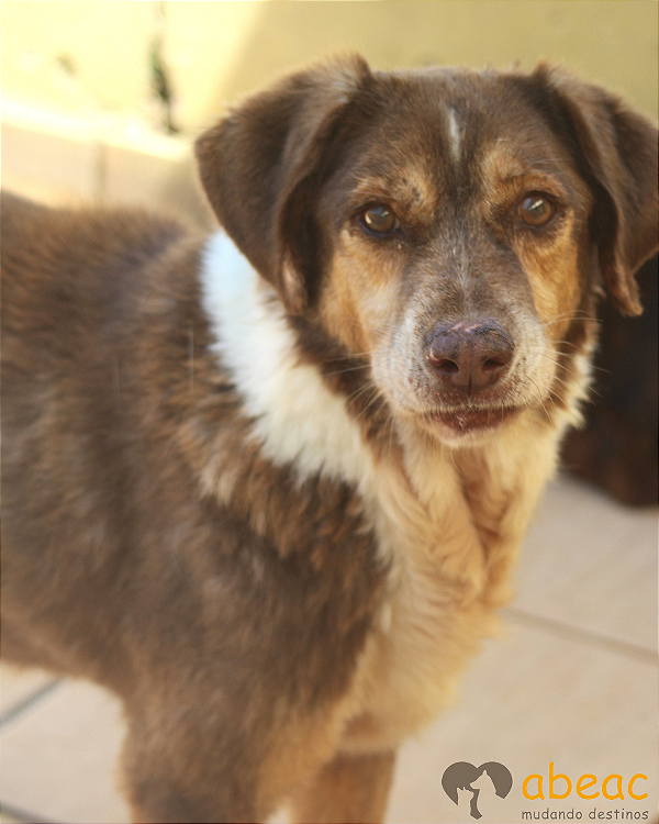 Barão-300 Anjos - 13 anos
