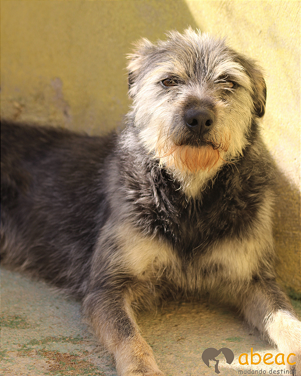 Barney-parelheiros - 07 anos