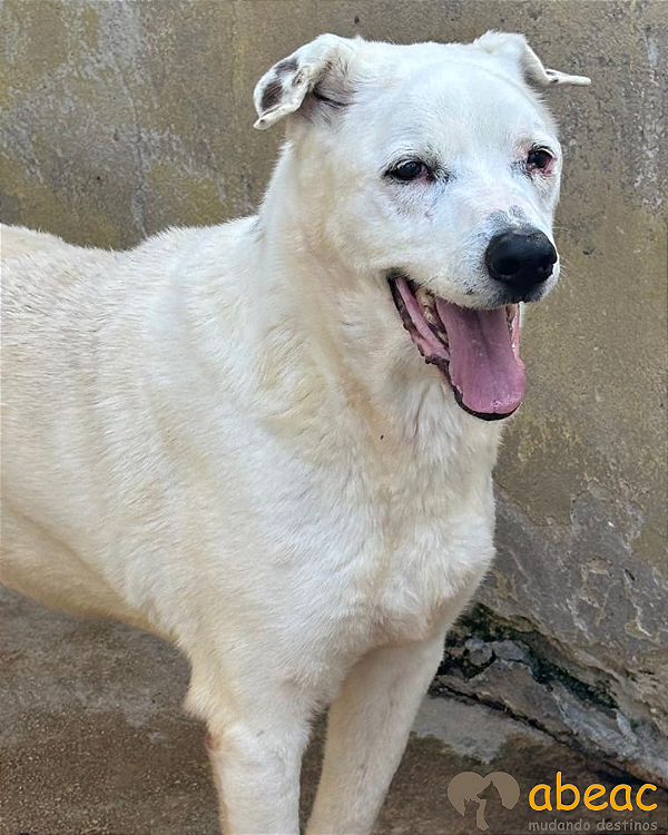 Branco-300 Anjos - 13 anos